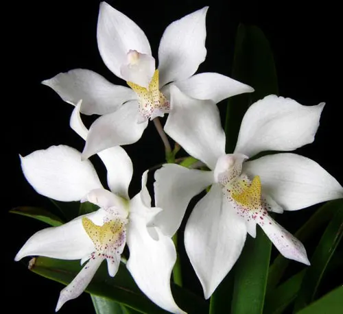 Caularthron bicornutum