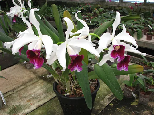 Laelia purpurata ('Aco' x tipao)