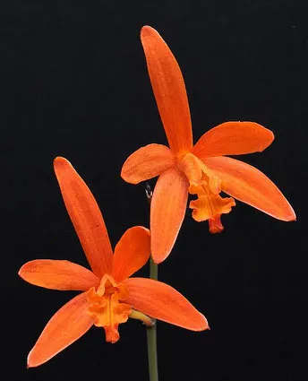Laelia colnagoi