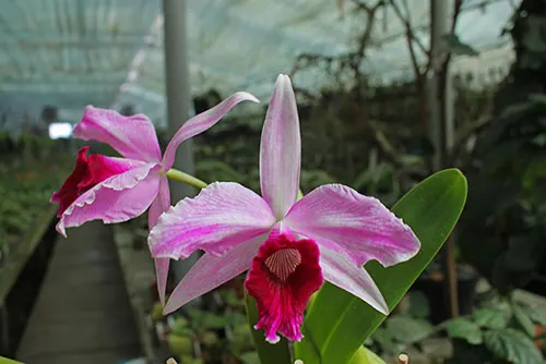 Laelia purpurata sanguinea x striata