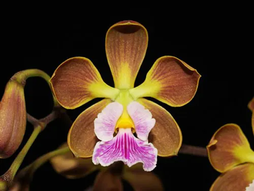 Encyclia oncidioides