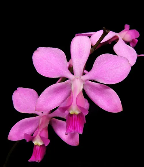 Encyclia dichroma