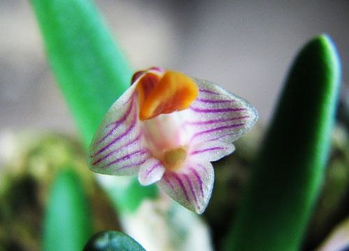 Dendrobium lichenastrum var printecei