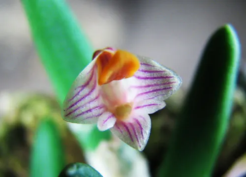 Dendrobium lichenastrum var printecei
