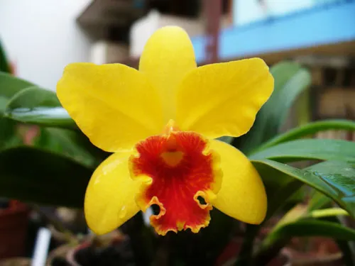 Brassavola luteola x Sophrocattleya Beaufort