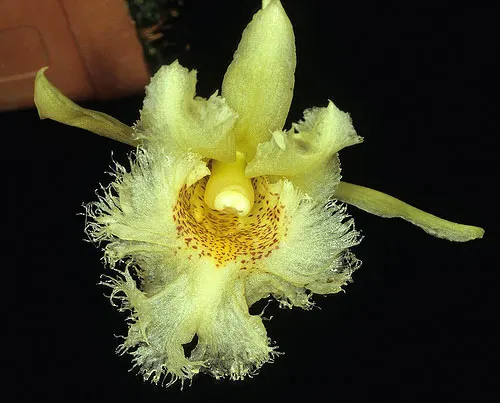 Chondroscaphe amabilis