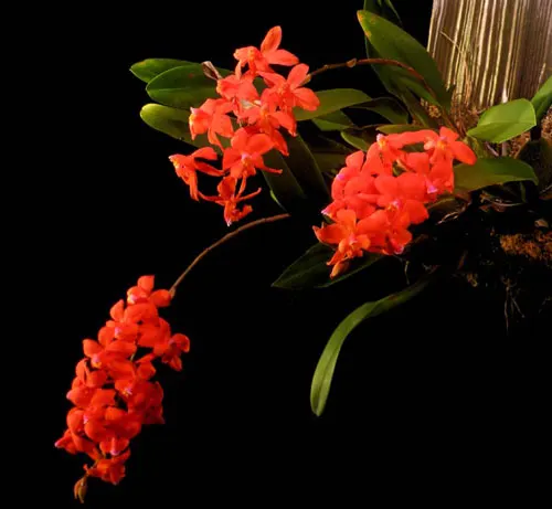 Cochlioda noezliana