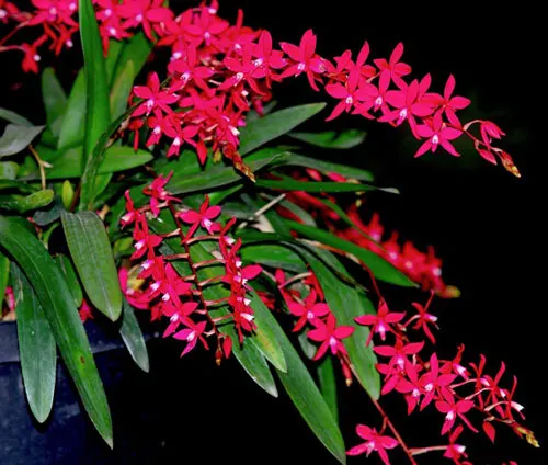 Cochlioda rosea