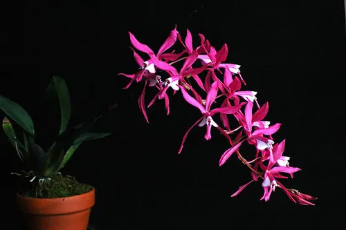 Cochlioda vulcanica