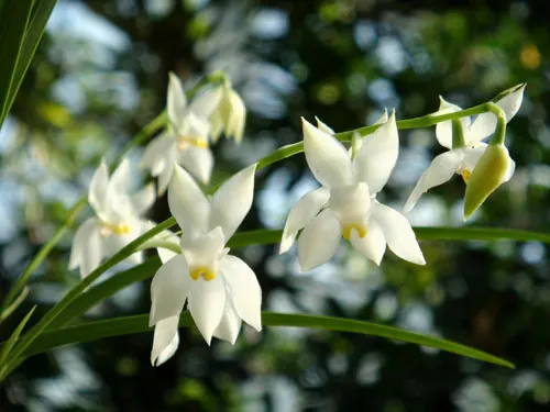 Cuitlauzina pulchella