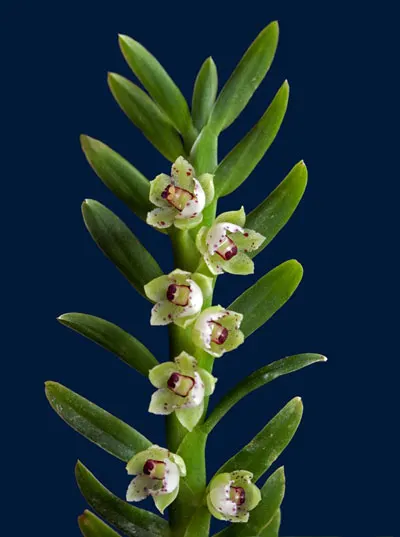 Dichaea ancoraelabia