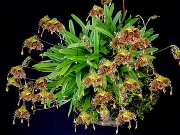 Diodonopsis erinacea