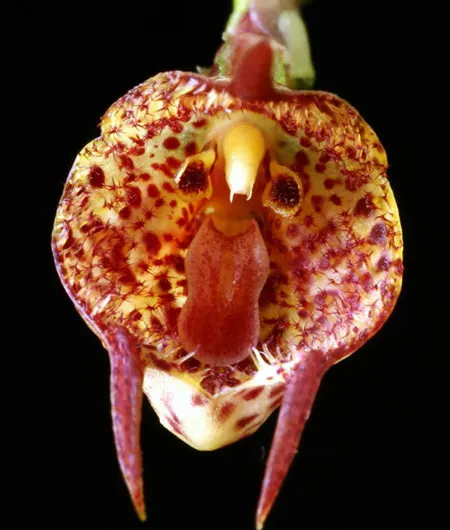 Dracula mopsus