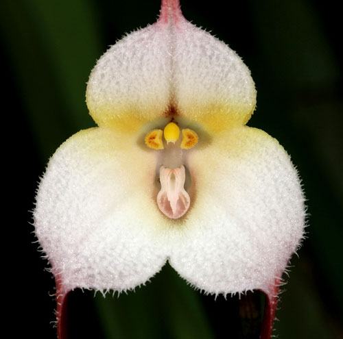 Dracula velutina