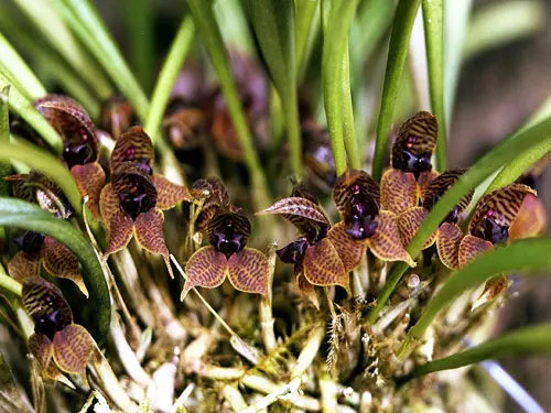 Dryadella simula