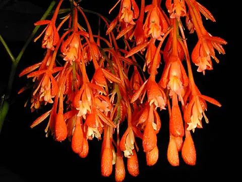 Epidendrum embreei