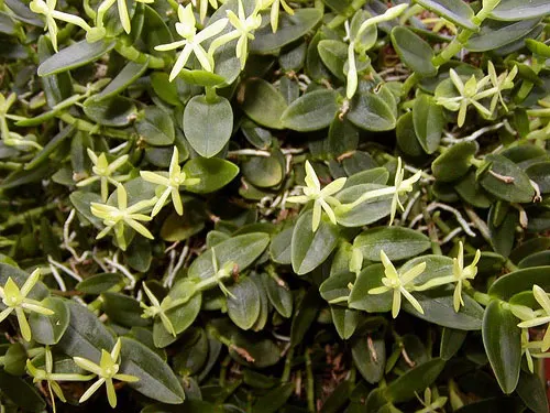 Epidendrum geminiflorum