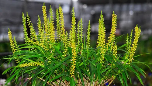 Epidendrum macrum