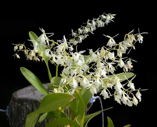 Epidendrum purum