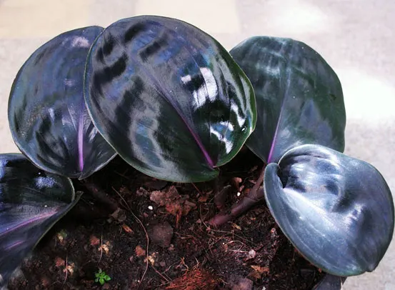 Geogenanthus ciliatus