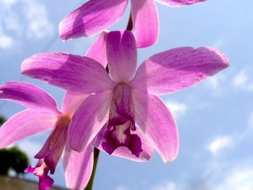 Laelia mantiqueirae x pumila alba