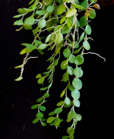Lepanthes platysepala