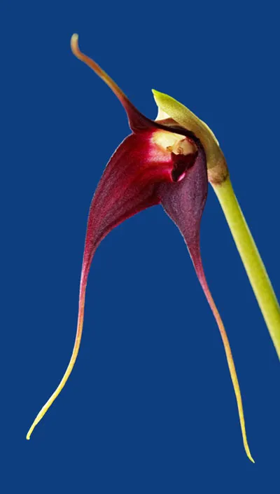 Masdevallia cucullata