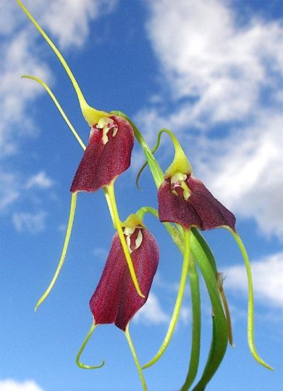 Masdevallia excelsior