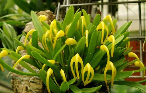 Masdevallia falcago