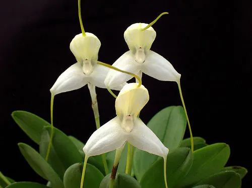 Masdevallia klabochorum