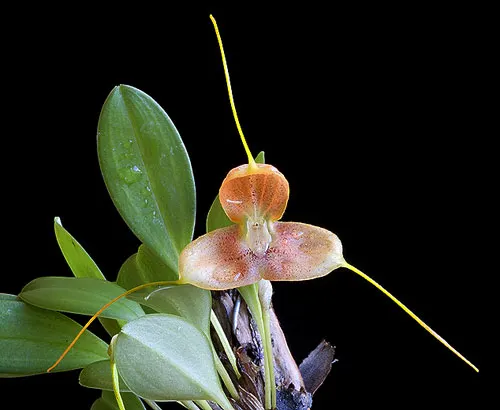 Masdevallia mandarina