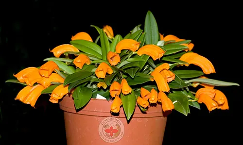 Masdevallia mendozae