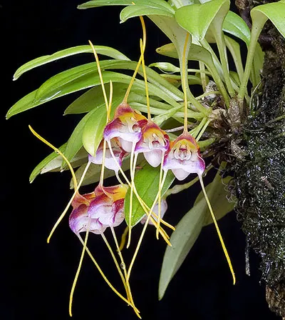 Masdevallia patriciana