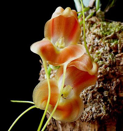Masdevallia prodigiosa