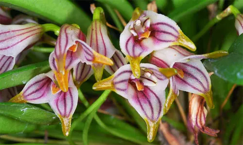 Masdevallia striatella