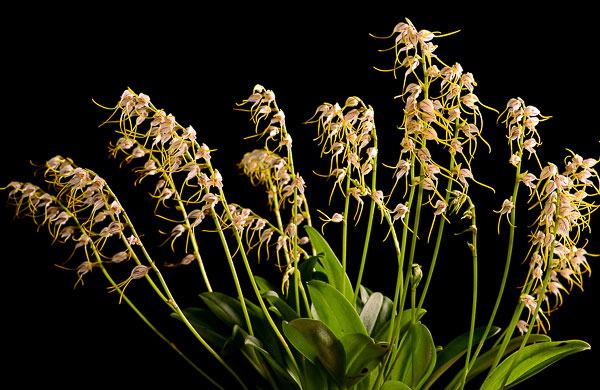 Masdevallia vittatula