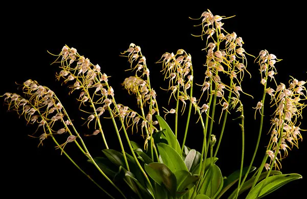 Masdevallia vittatula