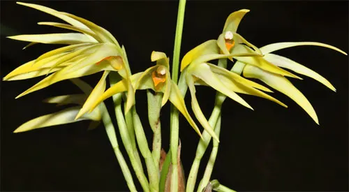 Maxillaria shepheardii
