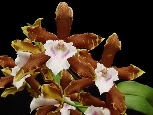 Miltonia candida