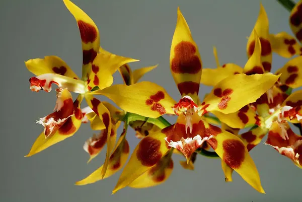 Odontoglossum kegeljani