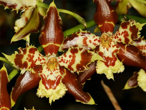 Odontoglossum sceptrum