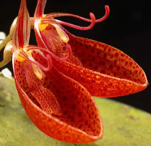 Restrepia cymbula