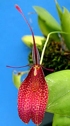 Restrepia guttulata