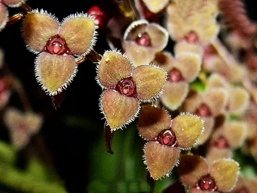 Stelis argentata