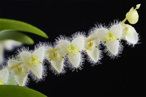 Stelis eublepharis