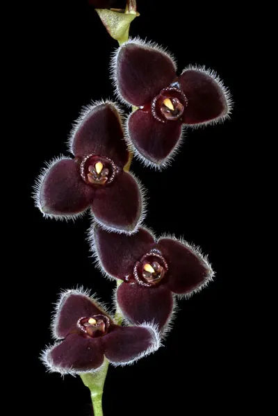 Stelis impostor