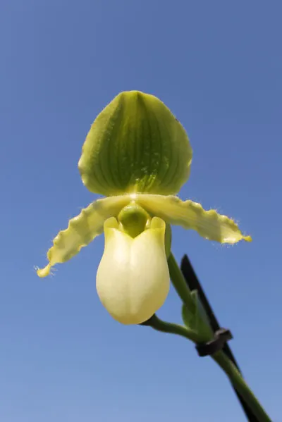Paphiopedilum primulinum alba