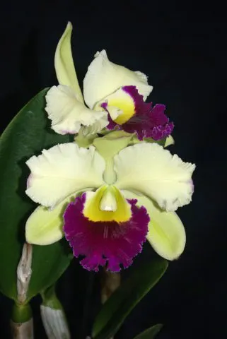 Brassolaeliocattleya Pathum Green