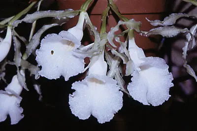 Trichopilia rostrata