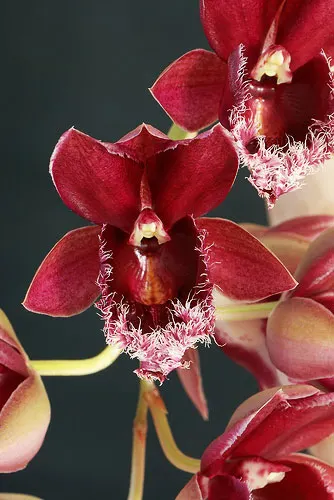 Clowesia Rebecca Northen x Catasetum Penang